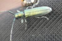 Agapanthia intermedia