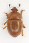Cychramus luteus