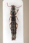 Lathrobium brunnipes