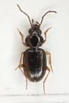 Bembidion mannerheimii