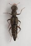 Stenus fossulatus