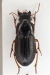Harpalus latus