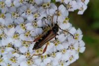 Stenopterus rufus
