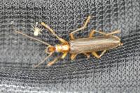 Nacerdes carniolica