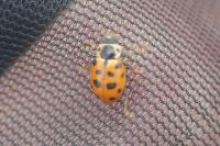 Hippodamia tredecimpunctata