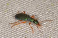 Drypta dentata