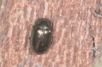 Phratora vitellinae