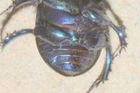 Geotrupes stercorarius