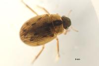 Berosus signaticollis