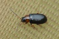 Calomicrus pinicola