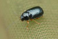 Cryptocephalus nitidus
