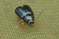 Cryptocephalus nitidus