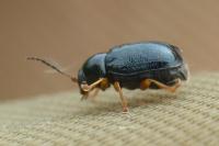 Cryptocephalus nitidus