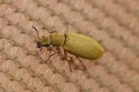 Danacea nigritarsis