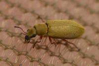 Danacea nigritarsis