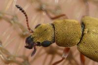 Danacea nigritarsis