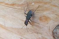 Cylindera germanica