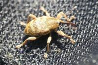 Curculio venosus
