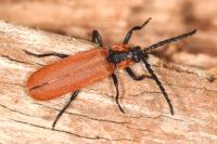 Lygistopterus sanguineus