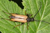 Stictoleptura rubra