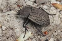 Asida sabulosa