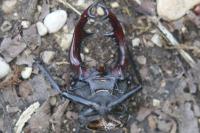 Lucanus cervus