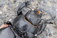 Lucanus cervus