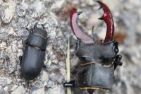 Lucanus cervus