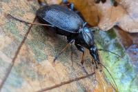 Cychrus attenuatus
