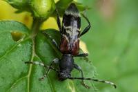 Anaglyptus mysticus