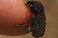 Platyrhinus resinosus