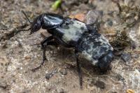 Creophilus maxillosus
