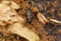 Carabus granulatus