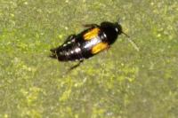 Tachinus subterraneus