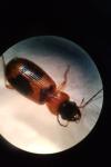 Badister unipustulatus