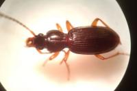 Stomis pumicatus