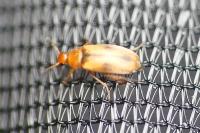 Anaspis maculata