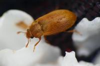 Byturus ochraceus