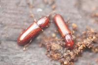 Corticeus unicolor