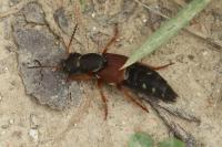 Staphylinus dimidiaticornis
