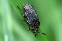 Thanatophilus sinuatus