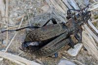 Carabus granulatus