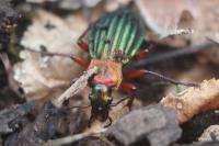 Carabus auronitens
