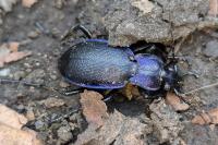 Carabus problematicus