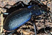 Carabus problematicus