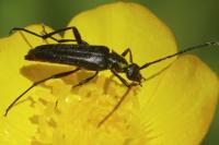 Rutpela nigra