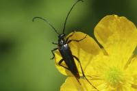 Rutpela nigra