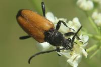 Stictoleptura fulva
