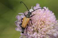 Stictoleptura fulva