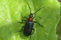 Dinoptera collaris